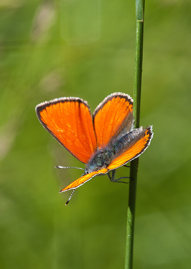 Lycaena italica ?